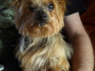 Dotty is a 12-year-old Yorkshire Terrier