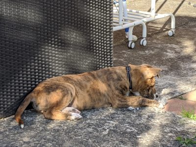 Bull Arab cross, Female 11 weeks old