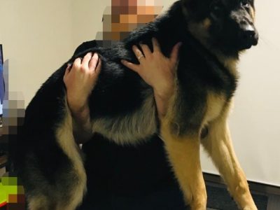 German Shepard working line