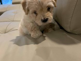Last one female Maltese x Shih tzu puppy for sale