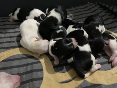 8 mini foxi puppies