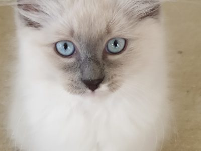 Ragdoll Kittens