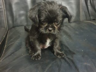 Tiny Shi-chi puppies for sale