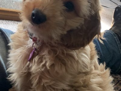 Spoodle ready 26 June 21