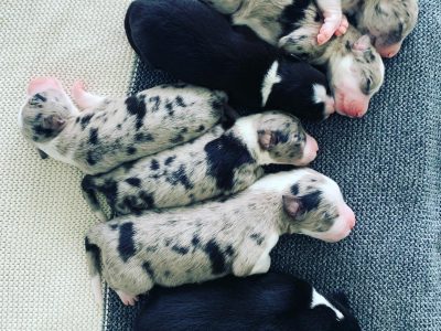 Pure Breed Border Collie Puppies (Blue / Tri Merle, B&W) BREEDER