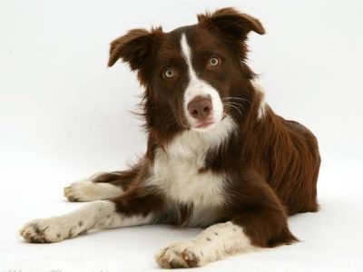 Looking for a border collie puppy