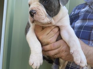 American Bulldog Puppies