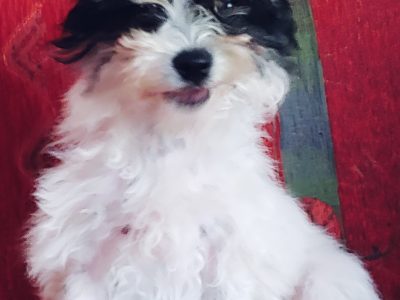 Powder Puff Chinese Crested Puppies