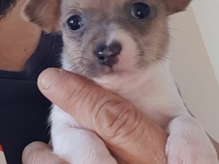 Mini foxy x chihuahua puppies