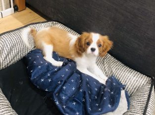 Cavalier King Charles Male for sale