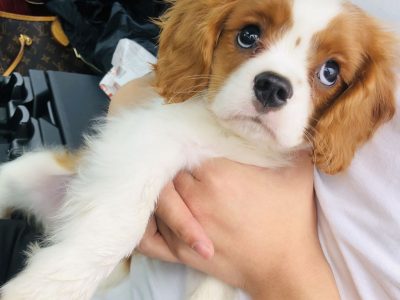 Cavalier King Charles Male for sale