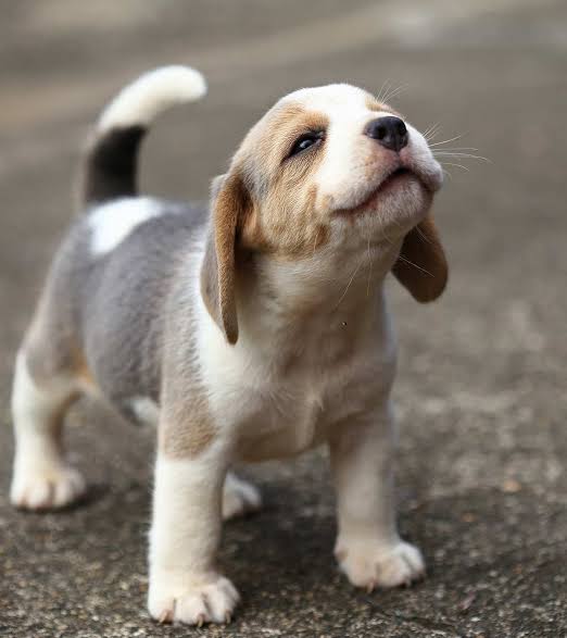 Want small breed puppy