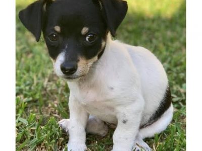 Want small breed puppy