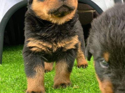 Purebred Rottweiller pups
