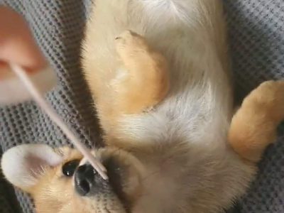 2 Chihuahua x Pomeranian