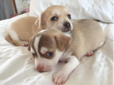 Purebred Male Chihuahua Puppys