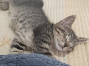 10 week Male Bengal x Tabby Kitten
