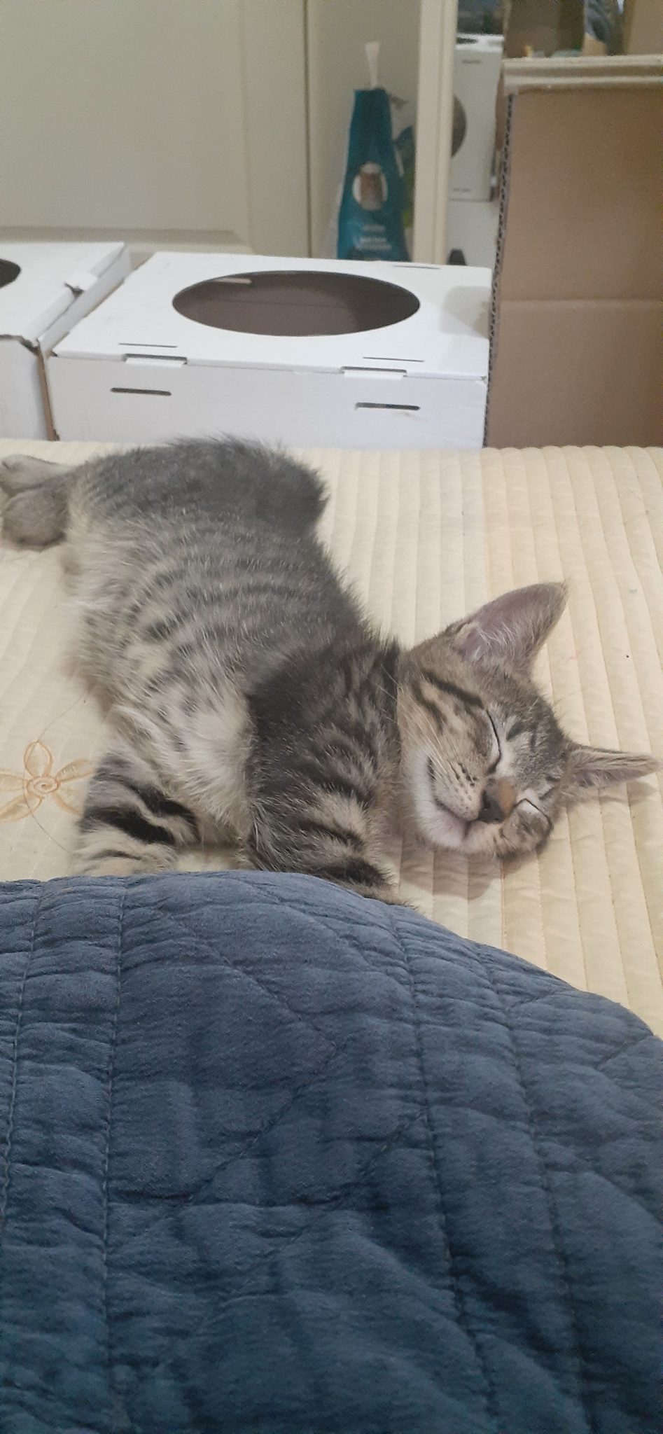 10 Week Male Bengal X Tabby Kitten PetsForHomes