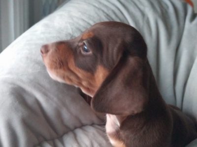 Miniature dachshund male RPBA 2132
