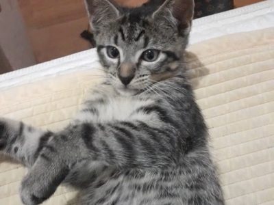 10 week Male Bengal x Tabby Kitten