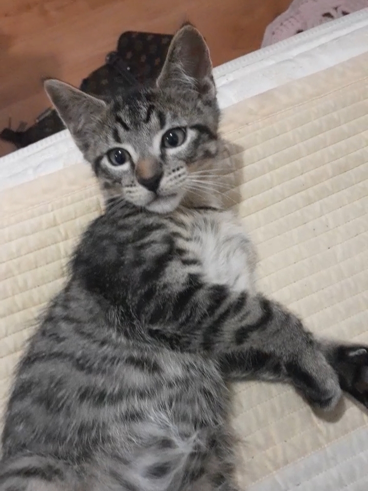 10 Week Male Bengal X Tabby Kitten PetsForHomes