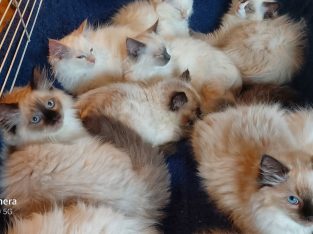 RAGDOLL KITTENS