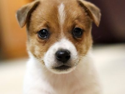 Pure Bred Jack Russell Pups