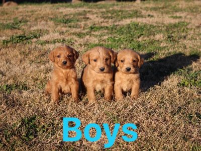 First Generation Labradoodle Puppies