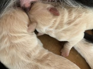 Golden Border Retrievers