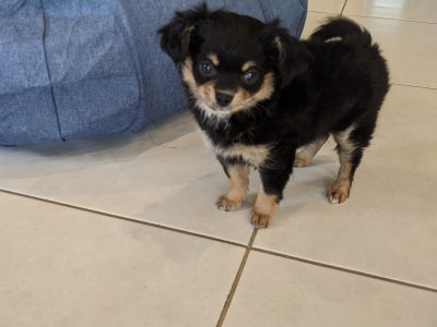 11 week old chihuahua girl