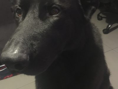 Black German Shepherd – 2Y/O – M – Purebred
