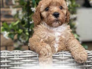 Gorgeous Toy Cavoodle Puppies