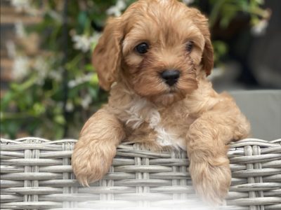 Gorgeous Toy Cavoodle Puppies