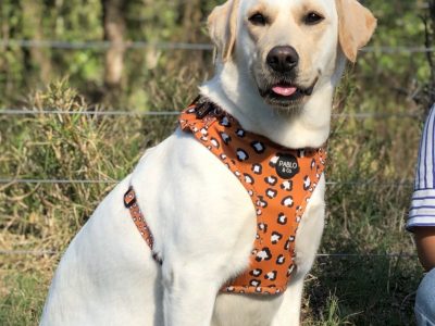 Golden Retriever cross Laborador (Goldador) boys