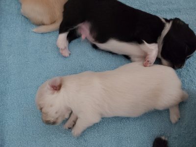 Chihuahua Long Coat Purebred