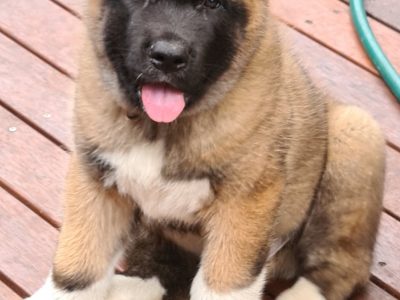 American Akita Puppies
