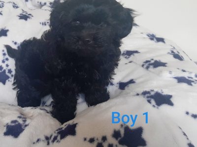 Minature Poodle x Maltese Shih Tzu