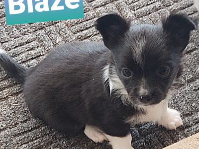 Chihuahua Long Coat Purebred