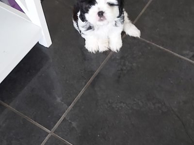 Shih Tzu X King Charles Cavalier puppies