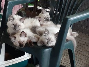 Stunning Ragdolls – ready for their forever homes