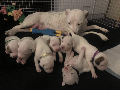 American staffy puppy’s