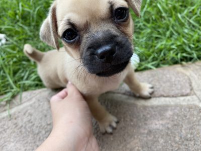 Chihuahua x pug