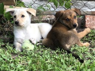 Border Collie X Kelpie