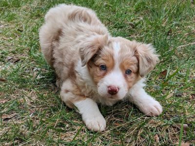 Australian Shepherd Puppy (Emma)