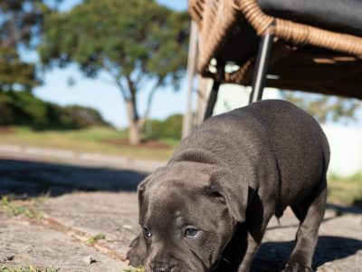 Pure Bred Blue English Staffys