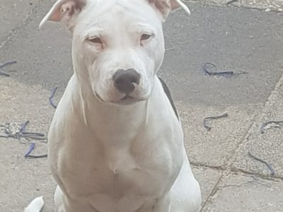 Staffordshire Bull Terrier Puppies