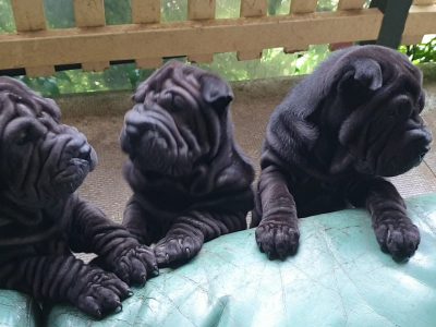 Sharpei pups