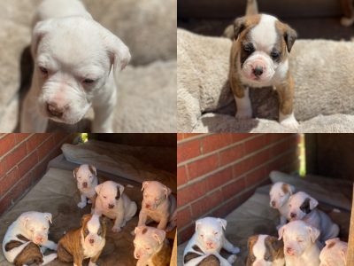 Johnson American Bulldog Puppies for sale