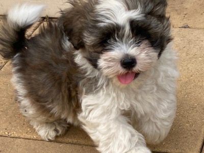 maltese x shihtzu puppies