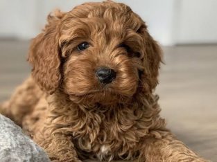 WANTED: Cavoodle Puppy